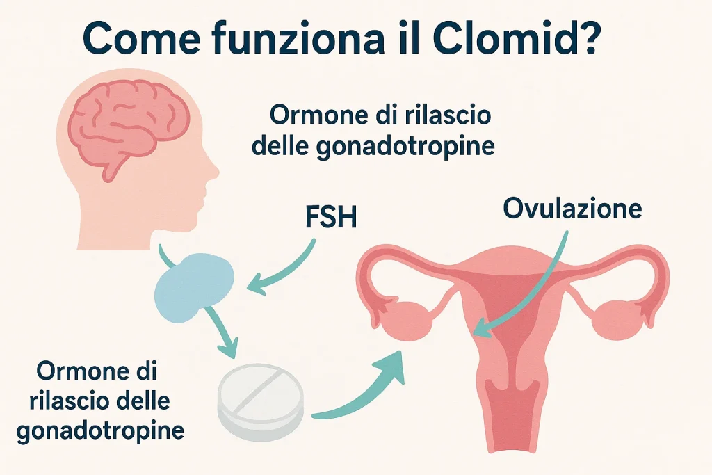Come funziona il Clomid